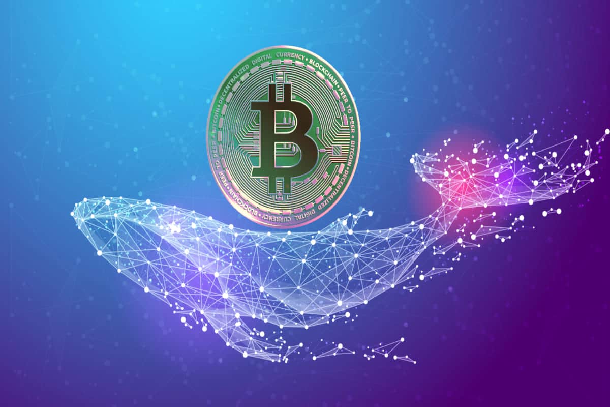 موجودی نهنگ بیت کوین1